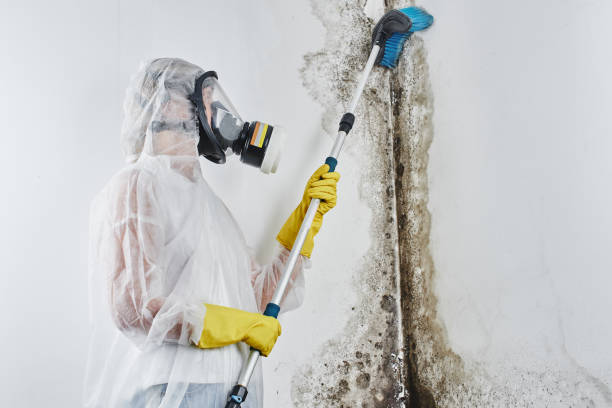 Mold Removal Process in Lathrop, CA