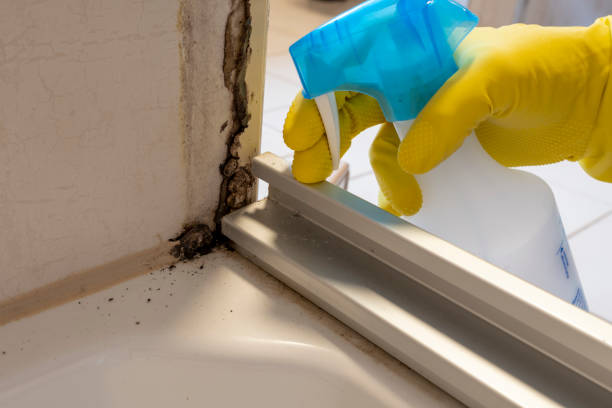Mold Testing and Removal in Lathrop, CA