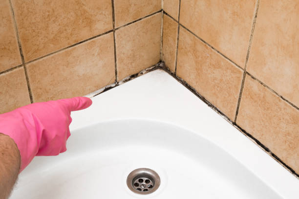 Best Attic Mold Removal  in Lathrop, CA